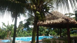 a palm tree with a straw umbrella next to a swimming pool at Hotel Puerto Selva in Villa Tunari