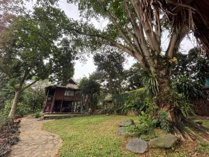 a tree in the yard of a house at Nhà sàn Mường in Ba Vì