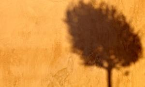 a shadow of a tree on a wall at Voreina Gallery Suites in Pyrgos