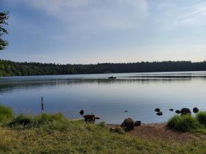a dog is standing on the shore of a lake at Maison ferme équestre du Ténéré in Saint-Jean-Lachalm +13 photos