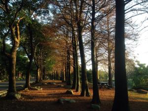 a park with a bench in the middle of a bunch of trees at Starburst Bed & Breakfast宜蘭羅東星賞民宿 in Dongshan