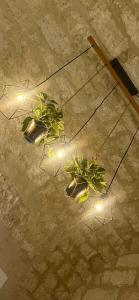 three potted plants hanging from a ceiling with lights at DreamHouse in Bari
