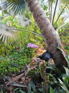 a bird standing next to a palm tree at Shashamani Écolodge Abéné Kafountine in Diana