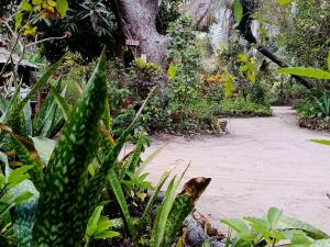 a path through a garden with plants and a tree at Shashamani Écolodge Abéné Kafountine in Diana +72 photos