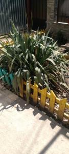 a garden with plants in a yellow fence at Casa Octavia in Tulcea