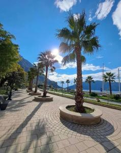 a row of palm trees on a brick sidewalk at Risinium sun in Risan
