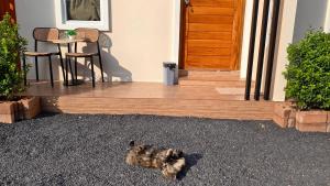 a cat laying on the ground in front of a house at ยินดีรีสอร์ท Yindee Resort in Don Sak +15 photos