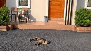 a cat laying on the ground in front of a house at ยินดีรีสอร์ท Yindee Resort in Don Sak