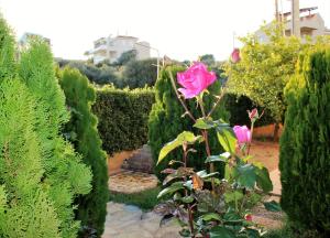 a pink rose is growing in a garden at Helen's Sounio Apartments in Sounio