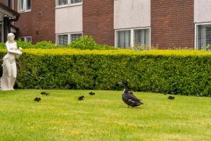 a woman standing next to a bird in the grass at Daresbury Park Hotel in Daresbury