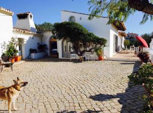 a dog standing in front of a house at Quinta Martins in Loulé
