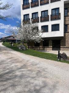 a building with a flowering tree in front of it at Къща за гости Белора in Dryanovo