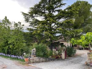 a house with a large tree in front of it at Le petit cabanon in Lagorce