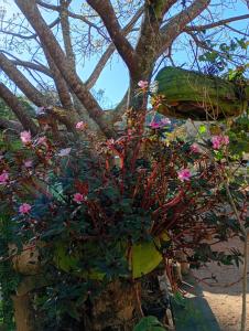a tree with pink flowers growing on it at Vale do Monte Verde Chalet in Camanducaia
