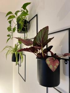 a black pot with plants on a wall at Pension Spreewald Lächeln - Apartment Kahnfahrt durch den Spreewald in Treppendorf