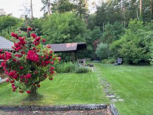 a garden with a bush with red roses on it at Pod Daglezją in Łagów