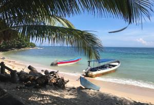 two boats on a beach with a palm tree at H Boutique Blessed in Tela