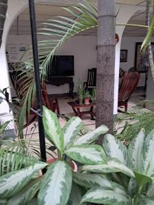a living room with plants and a tv and a couch at El Callejon Guest House in León