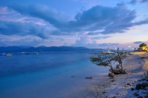 un árbol en la orilla de un cuerpo de agua en Blue Marlin Dive Resort Trawangan, en Gili Trawangan