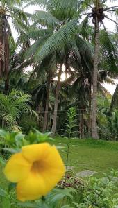a yellow flower in front of some palm trees at Campo De Laiya in San Juan +2 photos