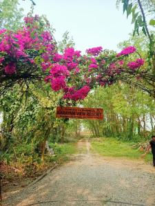 a bunch of pink flowers hanging over a dirt road at Narayani View Resort in Bharatpur +3 photos
