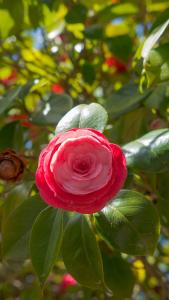 a red rose on a tree with green leaves at Pini al Mare in Monterosso al Mare