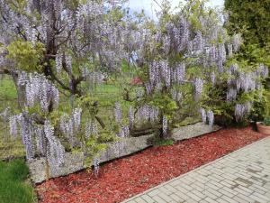 a hedge of wisterias in a garden at Barna kuckó in Mohács +6 photos