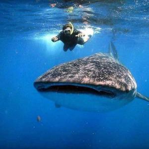 a person swimming next to a whale shark in the ocean at Palm House&Restaurant in Utende