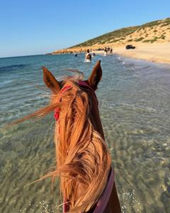 a horse standing in the water at the beach at Al Madina, traditional Riad in Bizerte