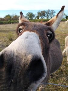 a close up of a horse looking at the camera at La Borieta in Labastide-de-Penne