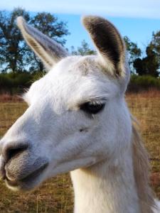 a close up of a white llama at La Borieta in Labastide-de-Penne +4 photos