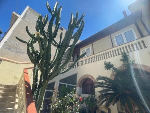 a cactus in front of a house at Mappet B&B in Melito di Porto Salvo
