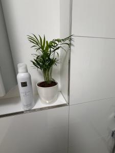 a bottle of soap and a plant on a shelf in a bathroom at Beautiful living in Schönaich +21 photos