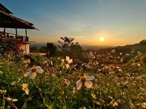 a field of flowers with the sunset in the background at BaanPhutawanLanta resort & cafe in Ko Lanta +22 photos