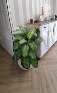 a green plant sitting in a room next to a counter at Enklawa - Floryn Mielno in Mielno