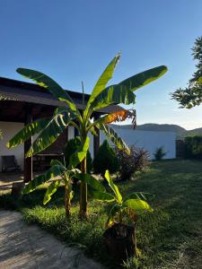 a banana tree in front of a house at La Hotar in Buchin