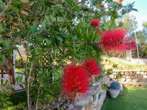 ein Baum mit roten Blüten in einem Garten in der Unterkunft Su Kiniperu in Maracalagonis