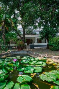 a pond filled with lots of green lily pads at Athira Homestay in Kollengode