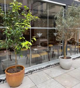 two trees in pots in front of a building at Hotel Bonaparte in Bastia