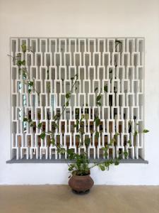 a plant in a vase in front of a wall at Achcha's Place in Negombo