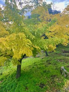 two trees with yellow leaves in a field at Paul in Serra-di-Ferro