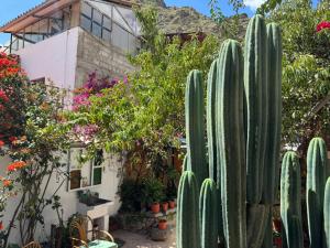 a cactus in a garden in front of a building at ollanta lodge in Ollantaytambo +12 photos