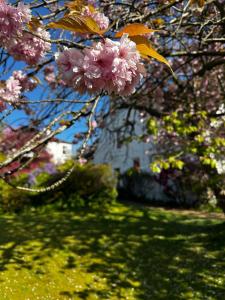 a flowering tree with pink flowers in a yard at CarMichael in Edinburgh