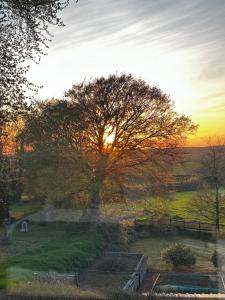 a tree in a field with the sunset in the background at Holly cottage in Stoke Rivers +7 photos