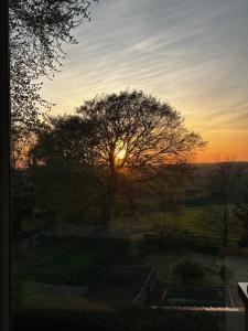 a tree in a field with the sunset in the background at Holly cottage in Stoke Rivers