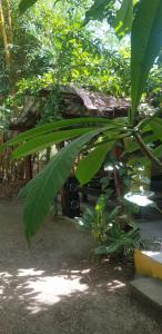ein großer, grüner, belaubter Baum vor einem Haus in der Unterkunft Bongosurfcamp in Mompiche