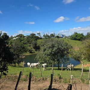 a group of white horses grazing in a field at Chalés serra negra in Bezerros