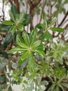 a green plant with raindrops on its leaves at El DESCANSO HOSPEDAJE in Resistencia
