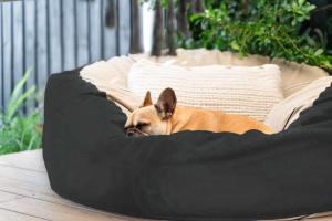 a dog laying in a dog bed on a couch at Whispering Waves Pet Friendly Steps to Beach in Peregian Beach