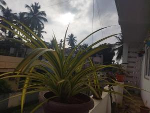 a plant in a pot on a balcony with palm trees at Nomad in Coimbatore